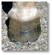 front hoof after trim