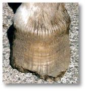 front hoof before trim